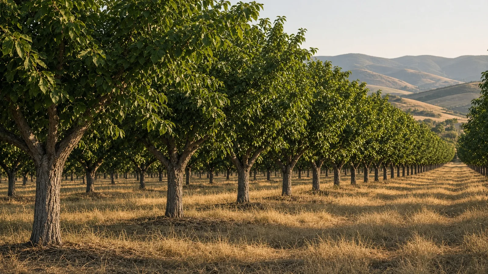 Walnut orchard in late light, no people